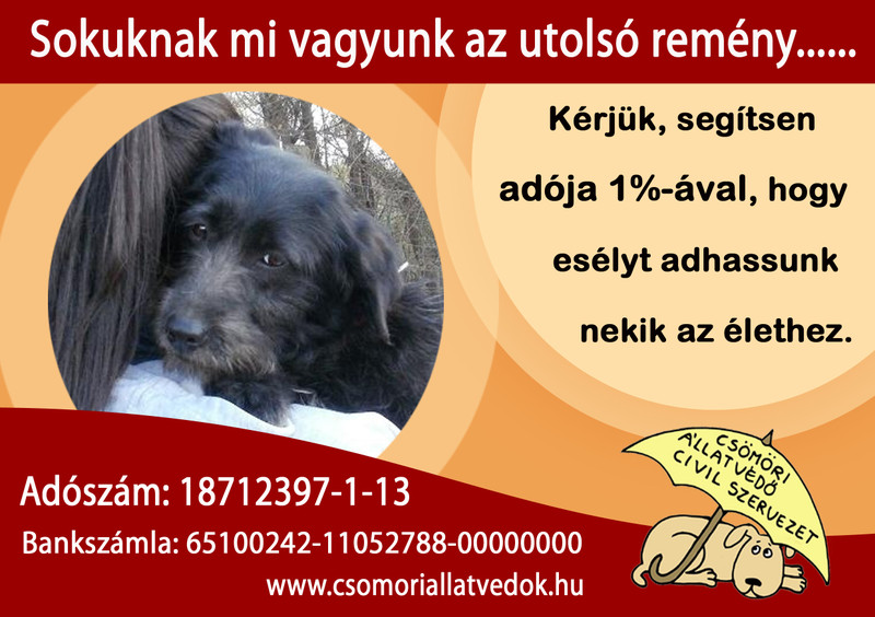 1 százalék