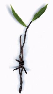 WWII drawings of Jewish „counterfeiters” donated