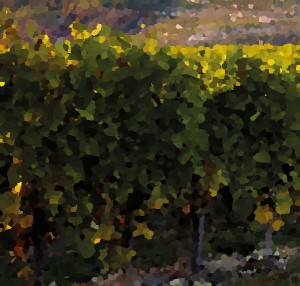 A Tokaji Furmintról tudni kell, hogy ezek a borok nemcsak, hogy Tokajban őshonos szőlőből készülnek, de elmondható, hogy ez az uralkodó szőlő fajta Tokajban. A Furmint szőlő fajtát a történelemben először 1611-ben említették, s ez vált Tokajban az ezernyolcszázas évek második felében a szőlőültetvények meghatározó fajtájává. Az ismert hagyományok miatt is a tokaji furmint jól ismert borfajtává vált az egész világon. 