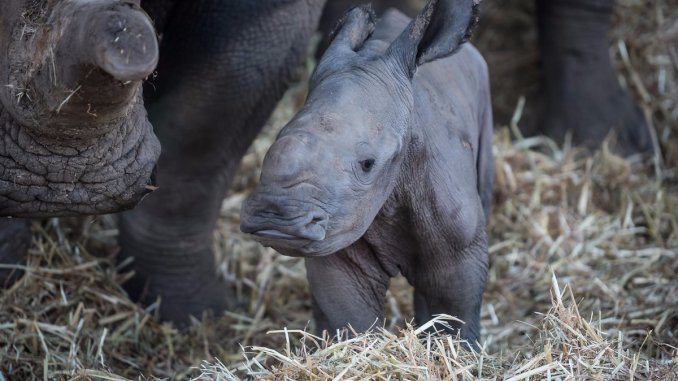 Már a 28. orrszarvúbébi jött világra egy izraeli szafariparkban